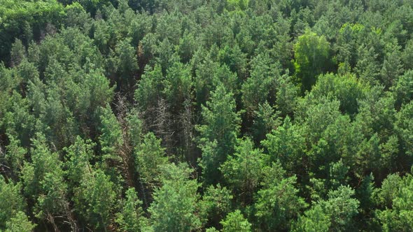 Top View On Trees In The Forest