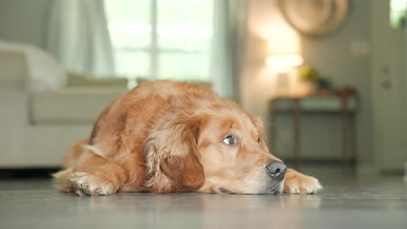 Golden Retreiver Laying Down and Standing Up