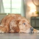 Golden Retreiver Laying Down and Standing Up - VideoHive Item for Sale