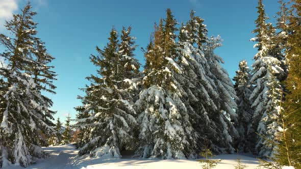 A Small Meadow on a Hillside Surrounded By Fir Trees in Winter