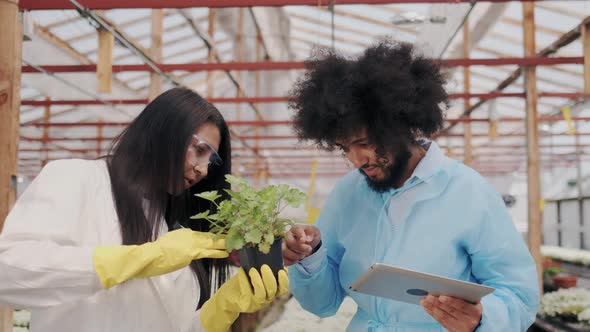 Darkskinned Curly Man and Young Asian Woman Analysing Plants in Glasshouse