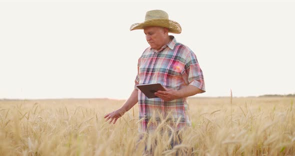 Senior Man Farmer Working in Digital Tablet