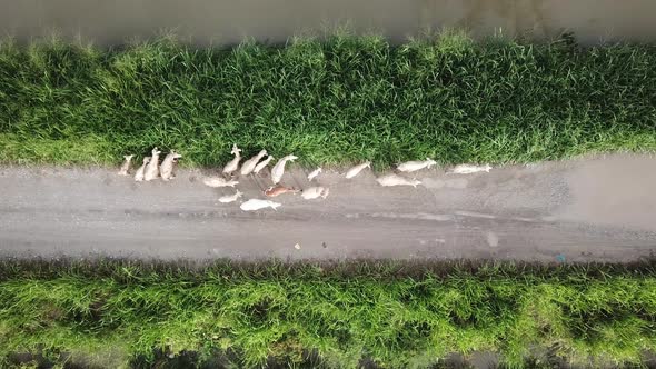 Aerial view herd of goats grazing grass near field