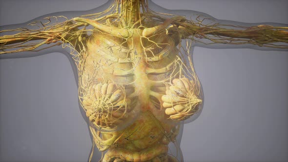 Model Showing Anatomy of Human Body Illustration alt