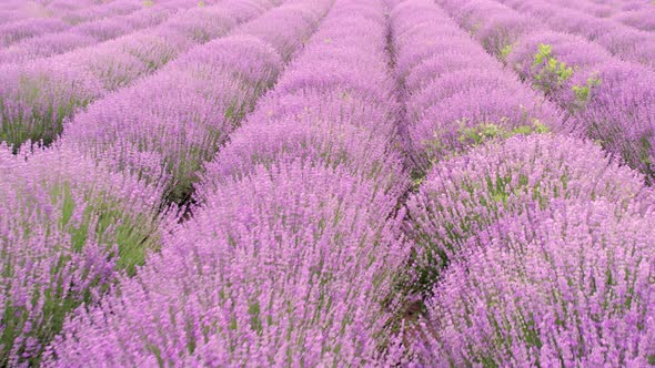 Lavender Field Purple Flowers Beautiful Agriculture. Lavender field