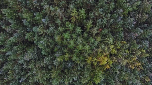 Overhead view of green trees in the forest
