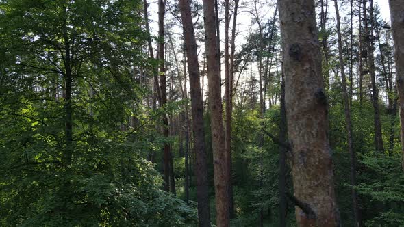 Summer Forest with Pine Trees Slow Motion