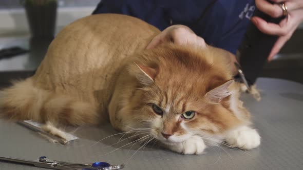 Adorable Fluffy Ginger Cat Being Shaved By a Vet at the Clinic
