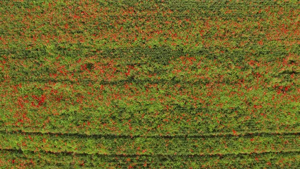 Aerial View of Popper Field