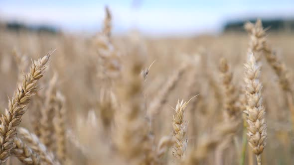Ears Of Wheat In Field. Nature Landscape. Closeup.