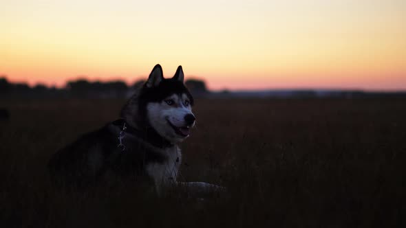 Siberian Husky with Blue Eyes and Gray White Hair Sits on the Grass and Looks Into the Distance at