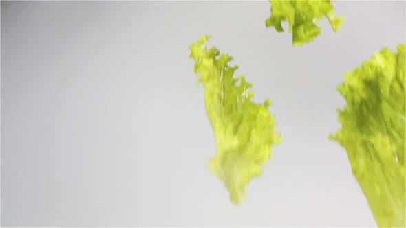 Wet Lettuce Leaves Falling Isolated White Background