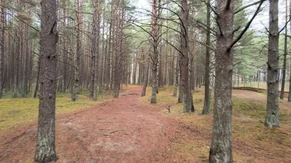 Forest track