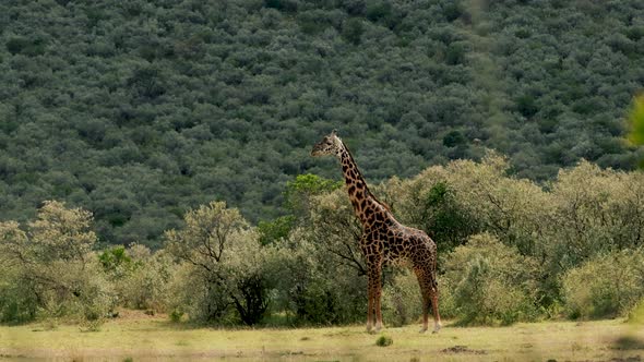 Giraffe in Africa Savanna