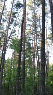 Vertical Video of Forest with Pine Trees in Summer