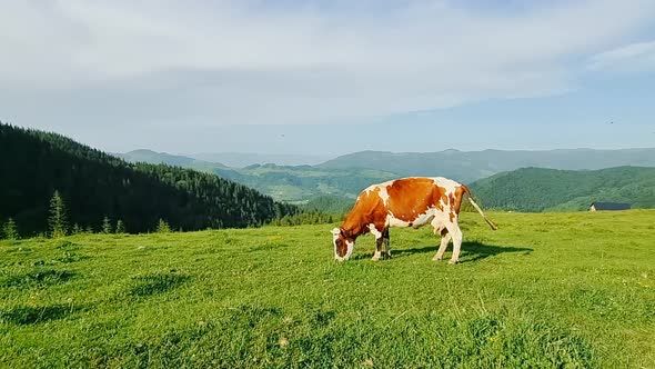 Cow Alone Eating Green Grass on a Meadow on a Sunny Day in the Mountains