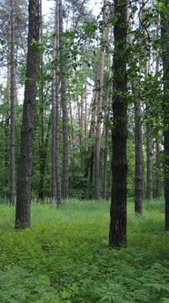 Vertical Video of a Summer Green Forest with Trees During the Day Slow Motion