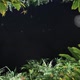 Night Among The Bushes - VideoHive Item for Sale