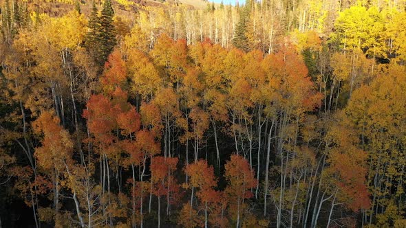 Rotating view over color Autumn foliage in Utah