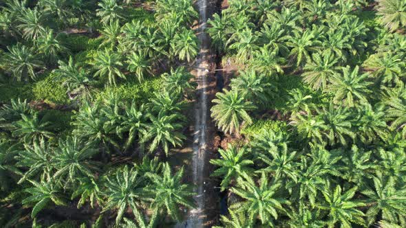 Aerial View of The Palm Oil Estates