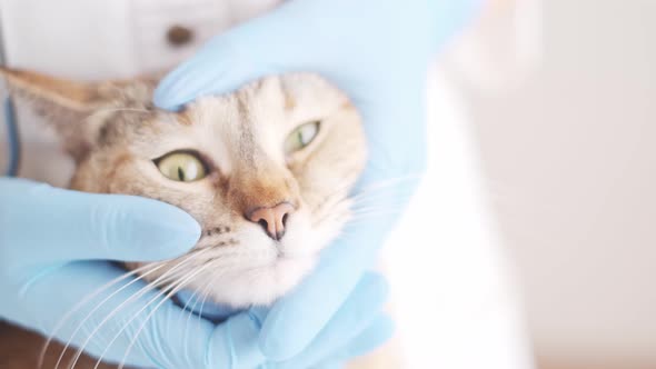 Veterinarian Examines Cats Eyes