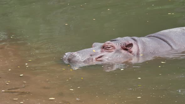 Hippo in the lake
