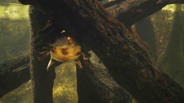 underwater close up of a platypus resting