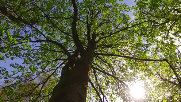 Beautiful Day Undwer Tree Crowns