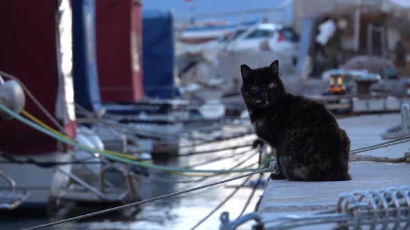 One Eye Cat Near The Fishing Boats