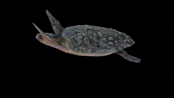Turtle 4k alt