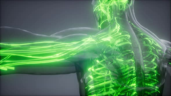 Blood Vessels of Human Body alt