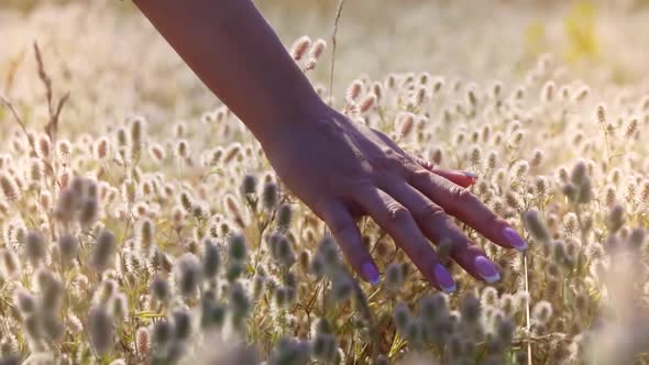 Woman Hands Touching Flowers. Hand Touches Grass In Wheat Field. Woman In Love On Meadow.