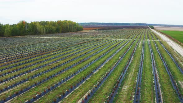 Flying Past the Rows of Bushes of Young Blueberries in the Fall. Autumn Shades of Berries, Red