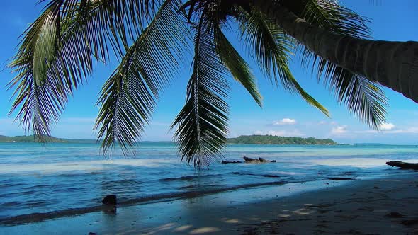 Idyllic Caribbean White Virgin Beach with Palm Trees on the Water