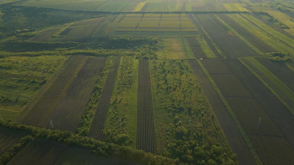 Aerial View Freshly Plowed and Sowed Farming Land From Above