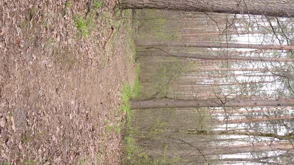 Vertical Video of a Road in the Forest