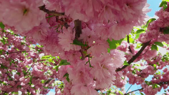 Blooming Tree Sakura Flowers Close Up