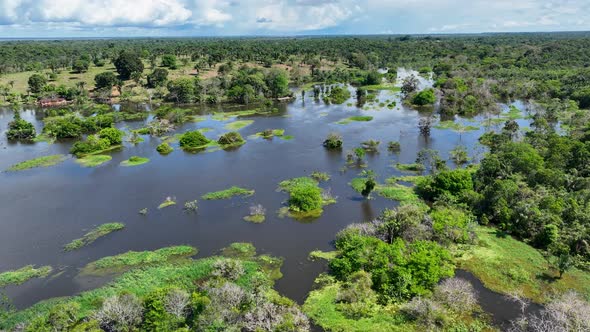 Stunning landscape of Amazon Forest at Amazonas State Brazil.