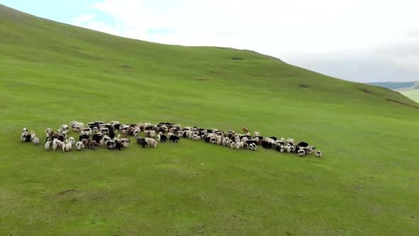 Herd of Yak Flock in Meadow