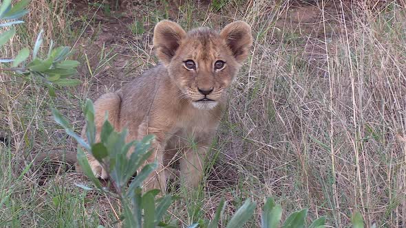 Portrait of a tiny lion cub in the tall grass.