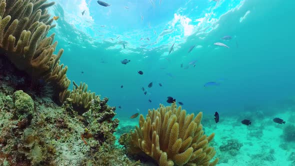 Coral Reef and Tropical Fish. Panglao, Philippines.