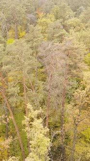 Vertical Video of Trees in the Forest in Autumn