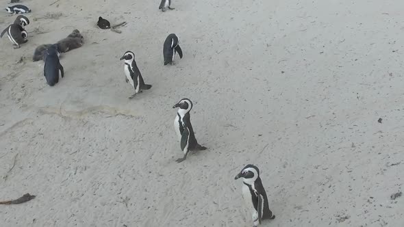 penguins strut in slow motion