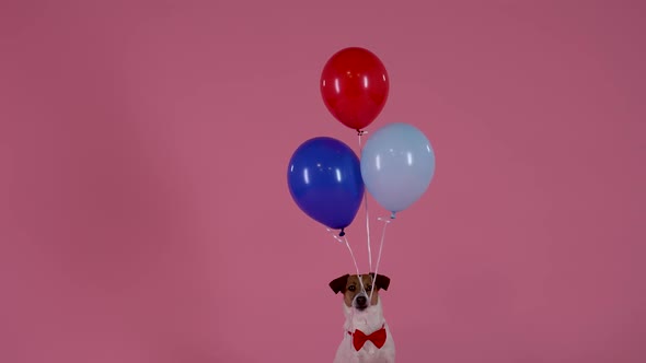 Jack Russell Sits with Strings in His Mouth to Which Three Balloons are Tied Unclenches His Teeth