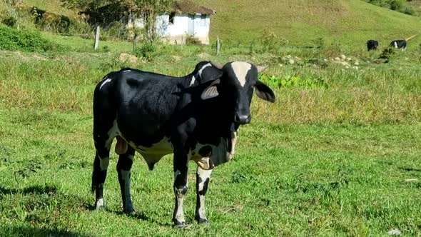 Imposing black and white piebald bull standing looking at the camera in a green field of grass