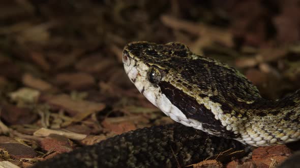 Brazilian Lance Head Pit Viper Snake Tongue