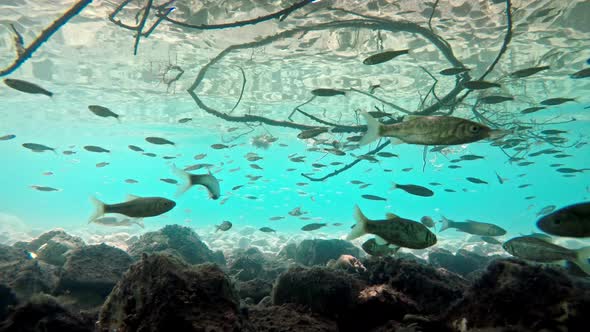 Fish swimming in very clear and transparent shallow water. Swarm of minnows moving in all directions