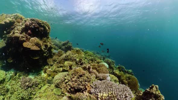 Coral Reef with Fish Underwater