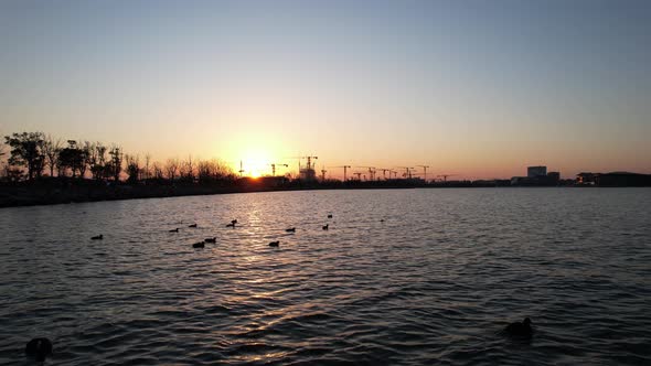 Ducks swim on the lake at dusk