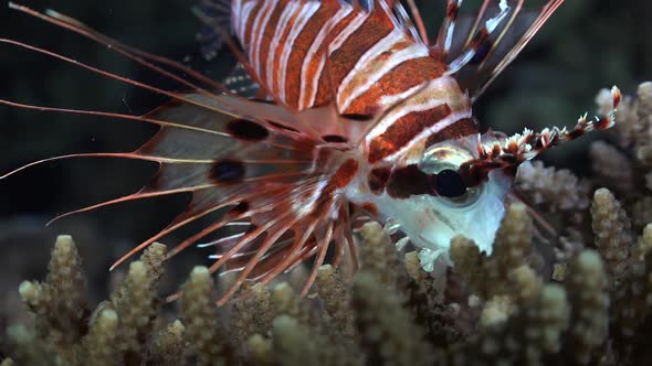 Close up of a spotfin lionfish on a coral reef at night